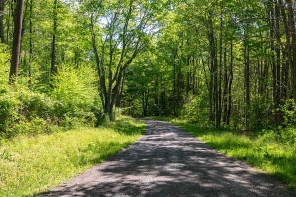 Forested gravel road through Gallitzin State Forest in Somerset County Pennsylvania