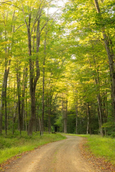Rock Run Road in Potter County Pennsylvania curves through the forest
