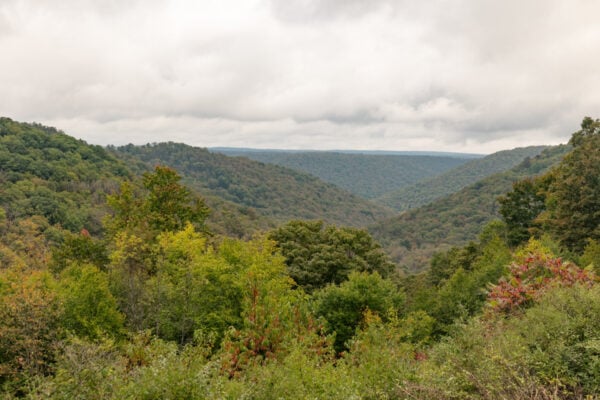 The forested view from Water Tank Vista in Potter County Pennsylvania